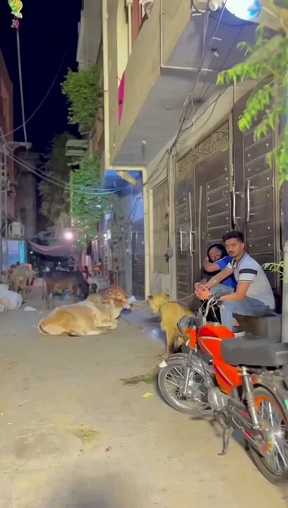 Brown_lion_bakra_b_agya_gali_me❤️#petlover__#comedy_#camel__#camellife_#cow_#kids_#lion(720p)