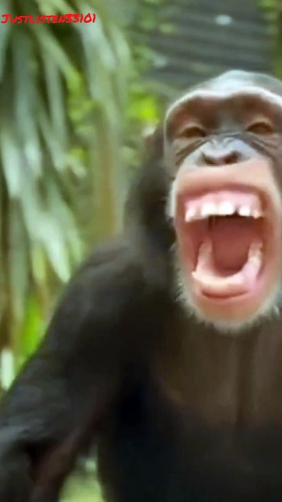 Funny monkey laughing