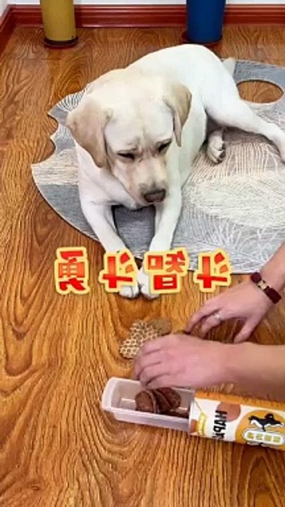 Smart dog