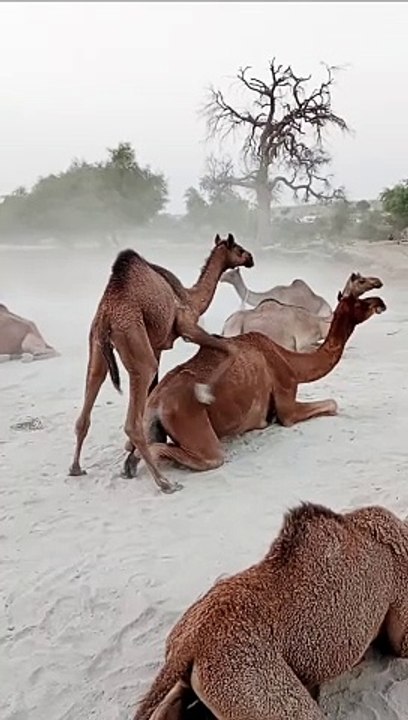 Amazing Animal