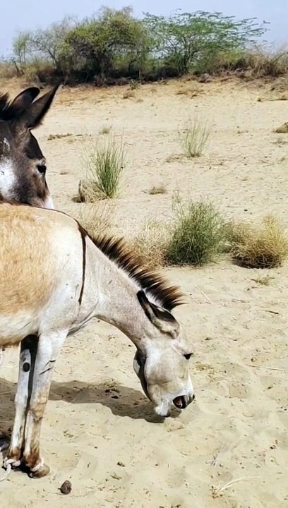 Crazy Donkey