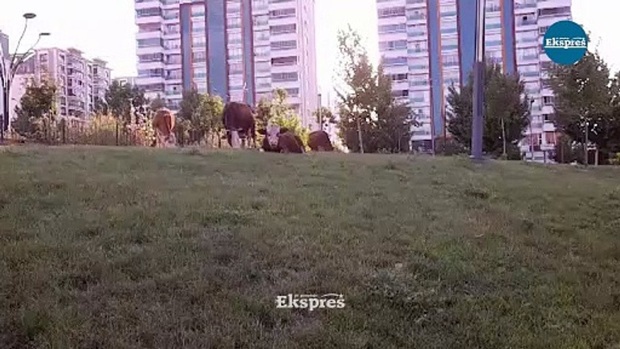 Diyarbakır'da renkli görüntüler