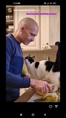 l'affetto del gatto per il suo padrone