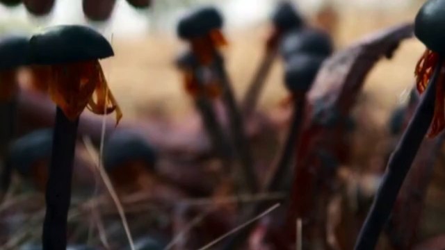 Killer soup Season 1 Episode 8 Manoj Bajpayee, Konkona Sen Sharma, Sayaji Shinde, Anula Navlekar