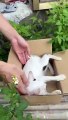 Save_cat#viral_#trending_#cat(360p)