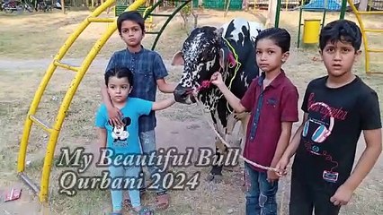 My Beautiful Bull Qurbani 2024
