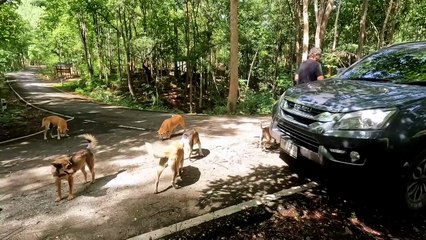 Neue Hunde im Wald #straßenhunde #hunderudel #hilfe