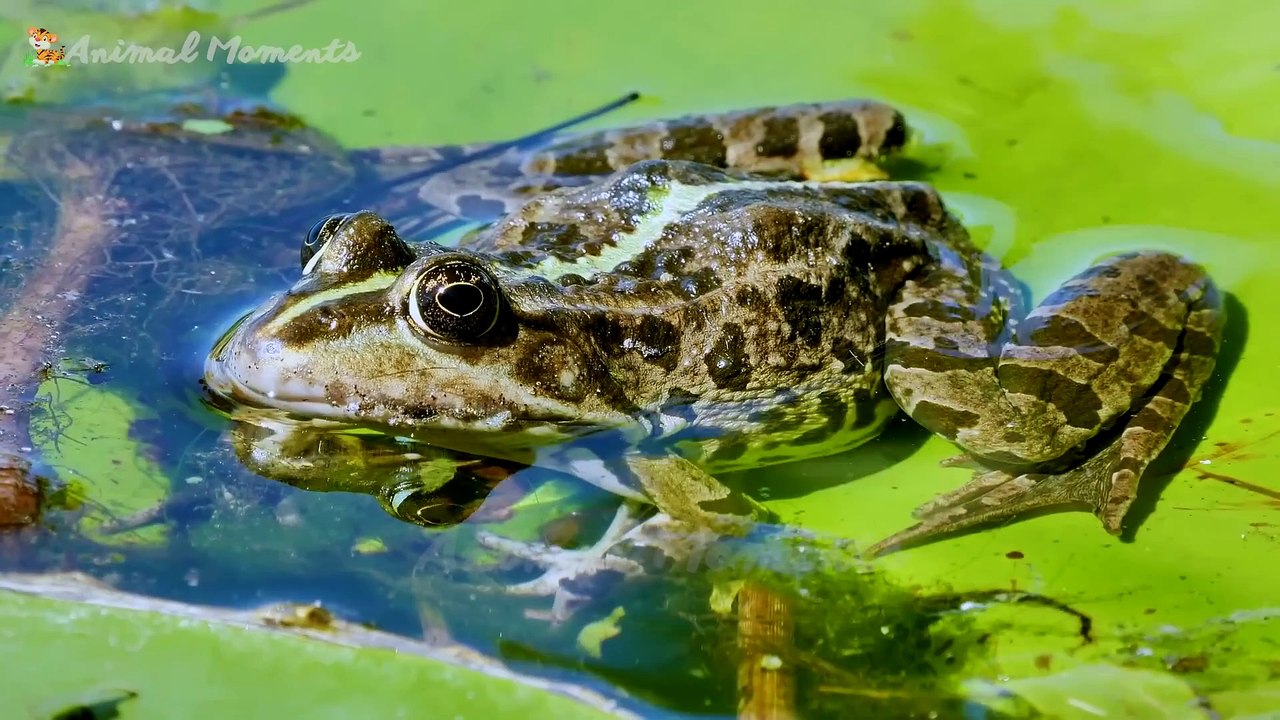 Learn about the animals around us: Elephant, chicken, pig, dog, rabbit - Animal sounds