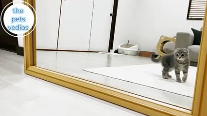 the kitten who saw herself in the mirror for the first time
