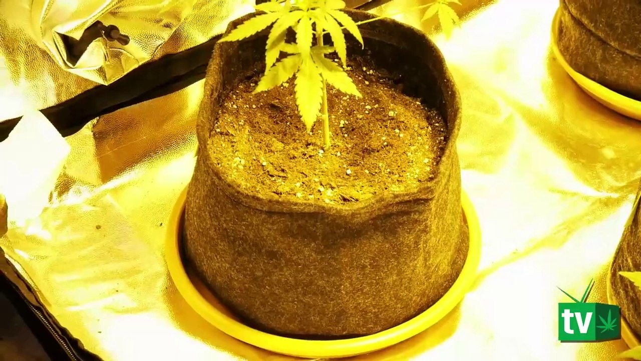 Cultivo de marihuana: primeras fases de la etapa de crecimiento