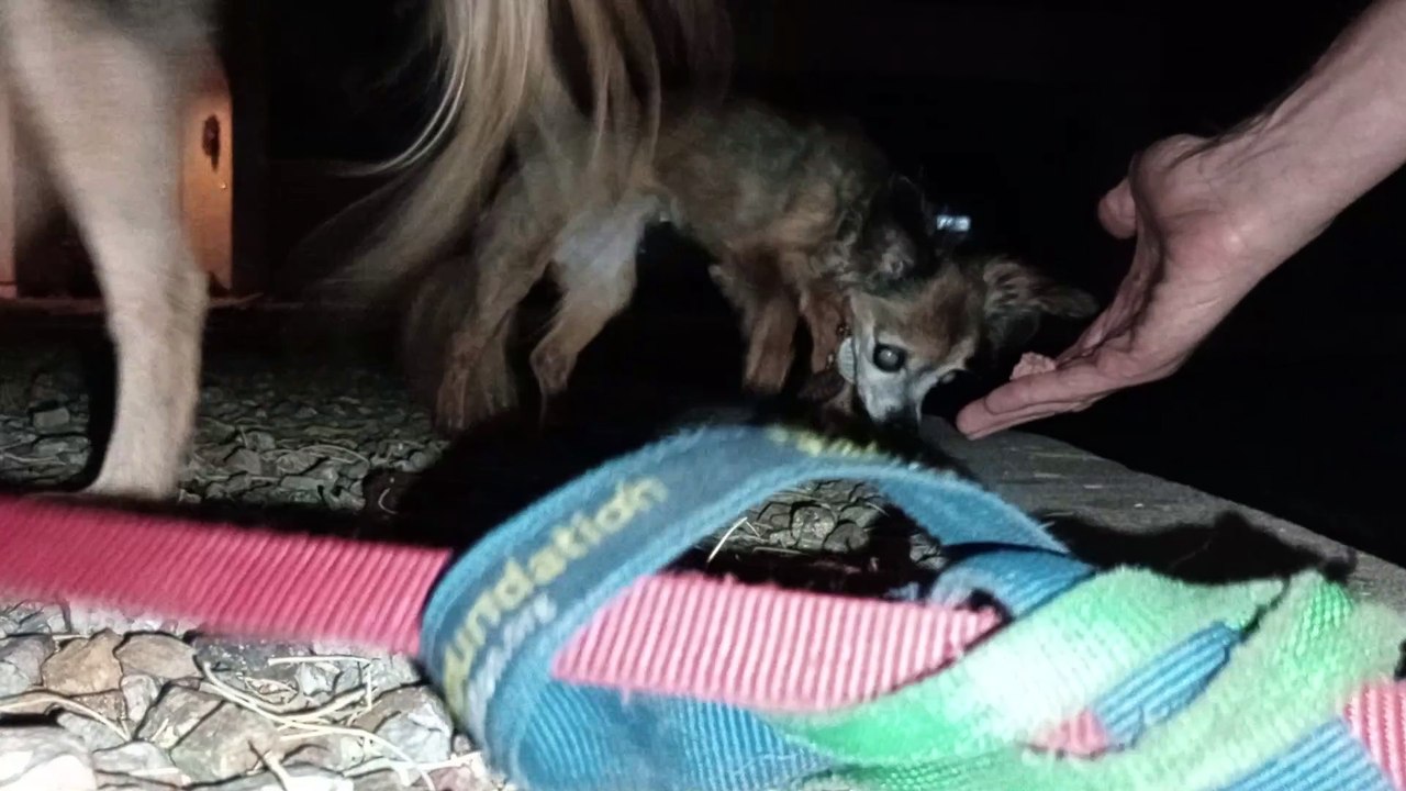 Ozzyta Villanova kinda cool because Ozzyta did business at start of walk, Paco did at walks end VID_20240620_210907803