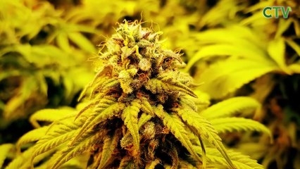 ¿Qué son las plantas de cannabis índicas?