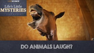 Do Animals Laugh?