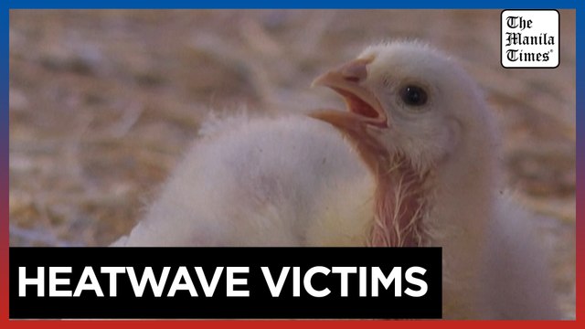 Syrian farmers worry as chickens fall victim to heatwave