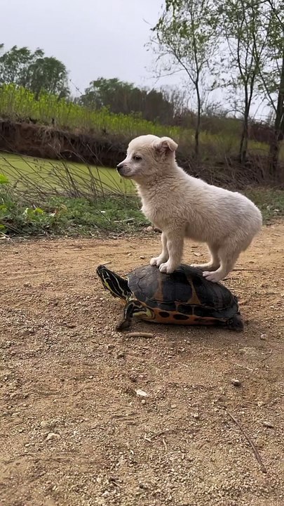 Friendship of dog and turtle