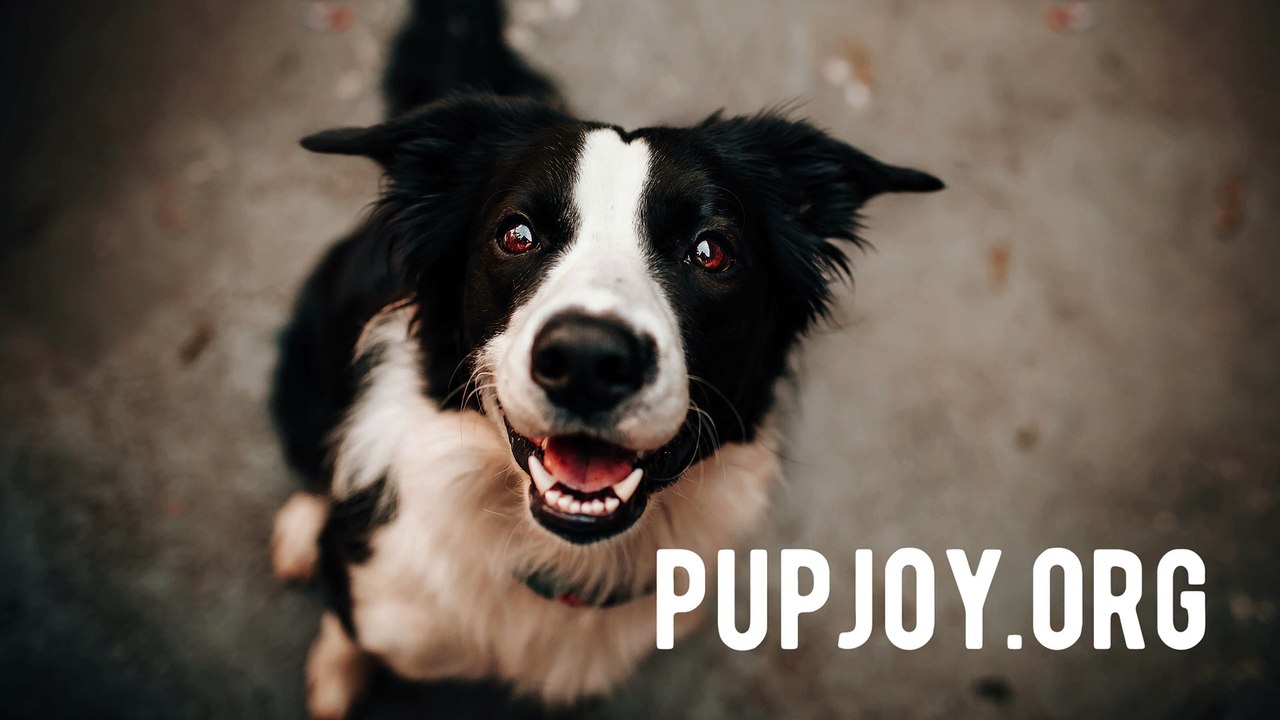 pupjoy.org