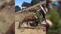 Salda Gölü çevresine bırakılan kızıl geyiklerden biri doğada beslenirken görüntülendi