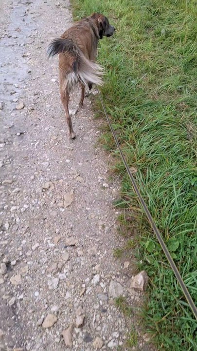 Pourquoi je mets encore une longe à notre chien Oreo ?
