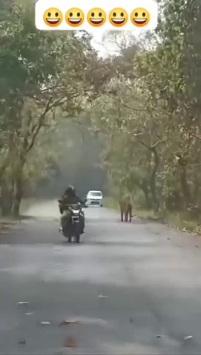 1000071280 lion on road