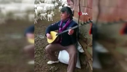 Koyunlarla koro kurdu: O çalıyor, koyunlar eşlik ediyor