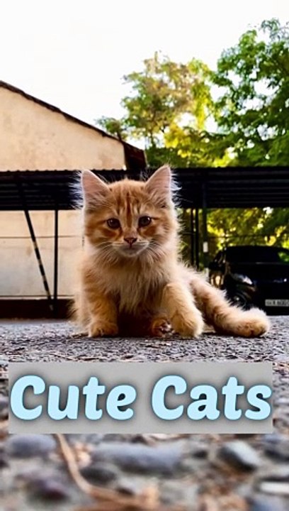 Cute Cats