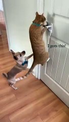 The Great Comedy Caper Robbery For Animals Edition