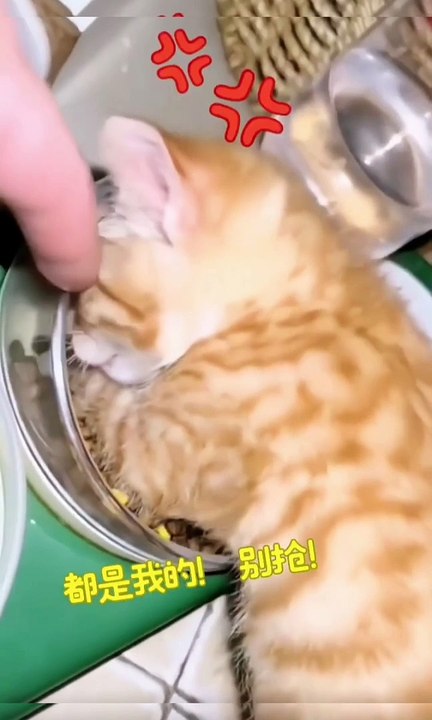 Cat video
