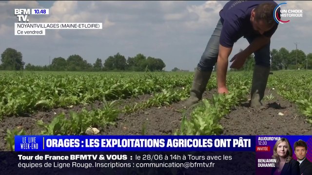 Ça a tout broyé : après les orages, le désarroi de ces agriculteurs qui ont perdu certaines cultures