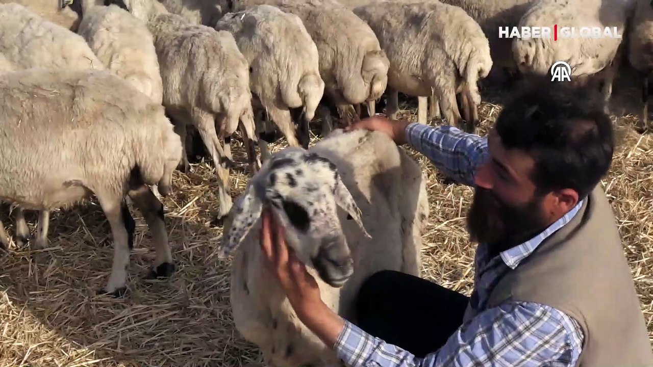Kek ve lahmacun yiyen koyun 'Gülçin ünlü oldu: Ona bir şey olsa hiç yaşayamam