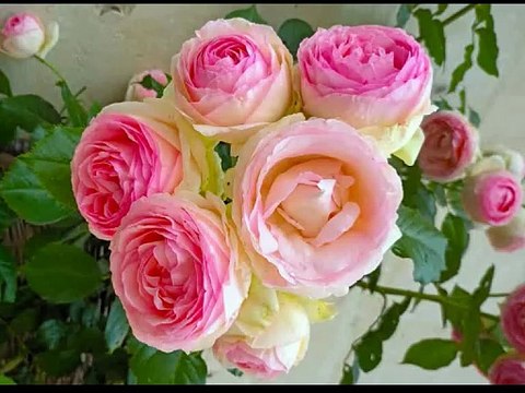 Sonatine pour Clarinette basse et piano