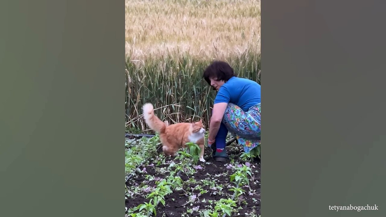 When a cat enters your life  Funny Cat Videos of 2024 [73VFGDaFuaE]