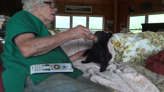 Man Feeds Bear Cub Using Feeding Bottle