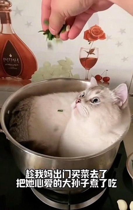 Cat lover