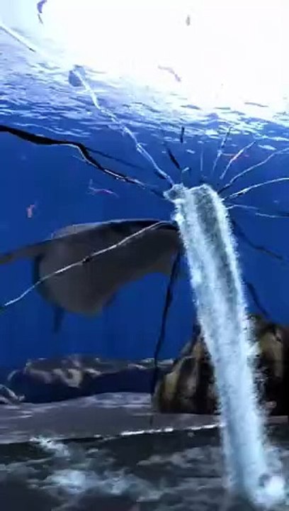 Whale shark breaks glass at aquarium #aquarium #whaleshark #fish