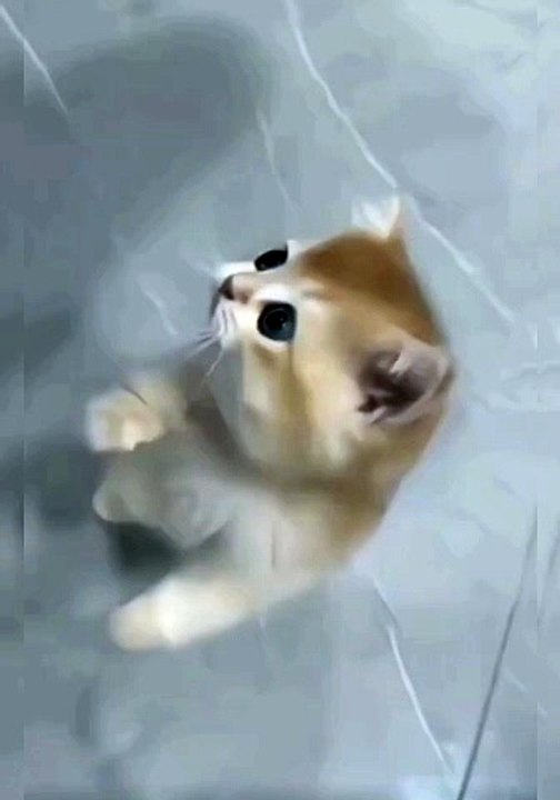 So cute cat