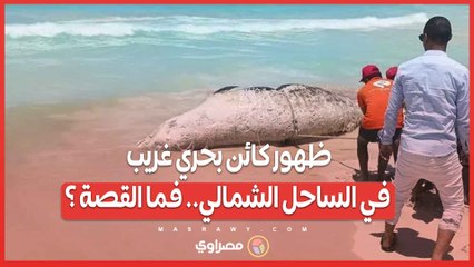 ظهور كائن بحري غريب في الساحل الشمالي.. فما القصة ؟