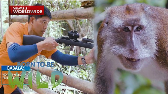 Grupo ng unggoy sa Oslob, Cebu, sinuri! | Born to be Wild