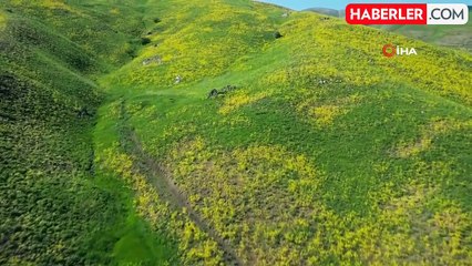 Şırnak Dağları Sarıya Büründü