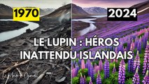 Mission Reforestation: Reverdir le Désert Islandais avec des Fleurs