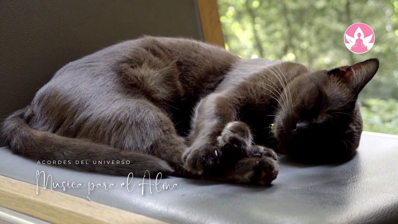 ❤️1 Hora MUSICA Para MEDITAR❤️ASMR Para Quitar El ESTRÉS y DORMIR