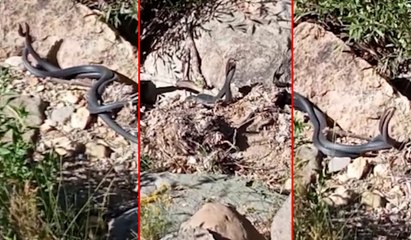 Birbirine dolanan iki yılanın "dansı" görüntülendi