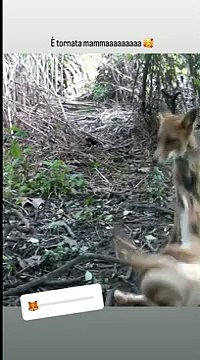 Mamma volpe torna dai cuccioli, che festa!