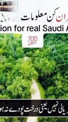 Beautiful information about Saudi Arabia.