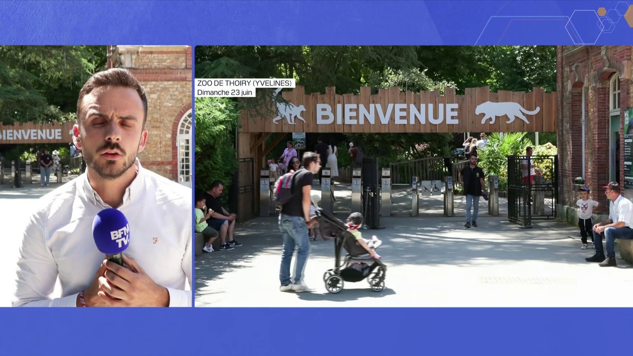 Yvelines: une femme a été attaquée par plusieurs loups au zoo de Thoiry, son pronostic vital n'est plus engagé