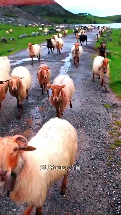 This Is Why Plane Takes Emergency Landing #shorts #viral #reels #trending #tiktok