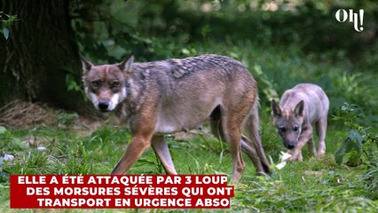Attaque de loups au zoo de Thoiry : une femme évacuée en urgence absolue