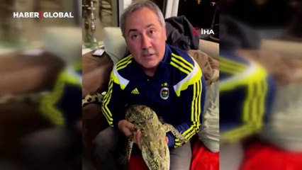 İstanbul’da kazaklı timsah operasyonu: Tasma takıp gezdirdi