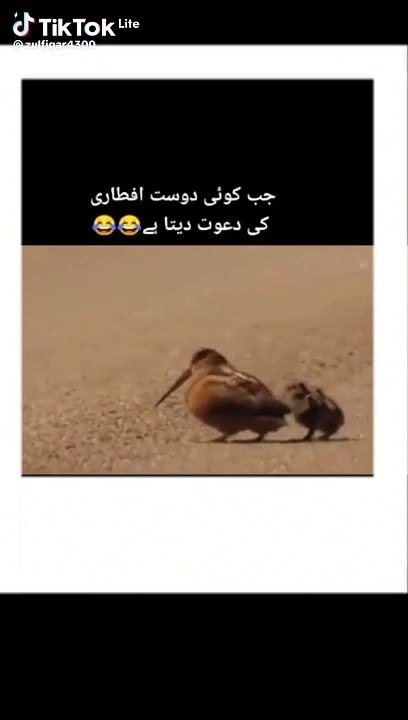 Funny dance |dancing Birds #viral #trending #dailymotion