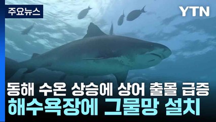 동해 수온 상승에 상어 출몰 급증...해수욕장에 그물망 설치 / YTN