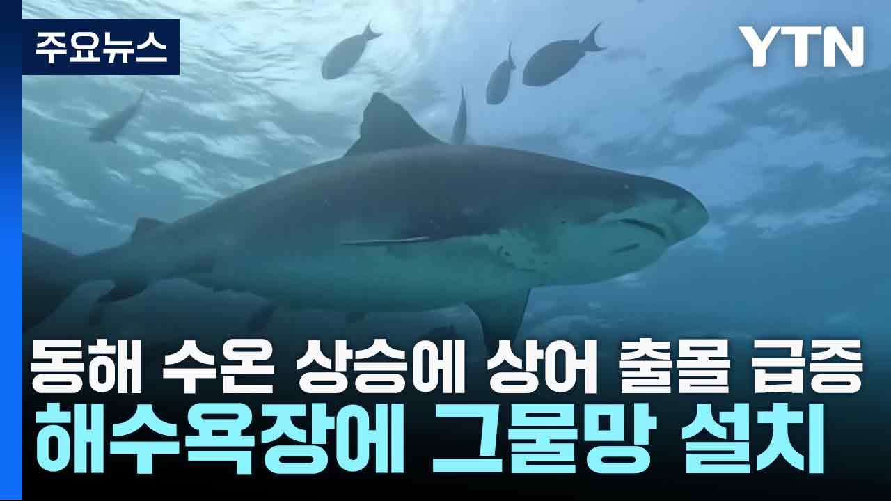 동해 수온 상승에 상어 출몰 급증...해수욕장에 그물망 설치 / YTN